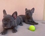 Cuccioli top Bulldog Francese Blu - Foto n. 3