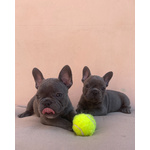 Cuccioli top Bulldog Francese Blu - Foto n. 4
