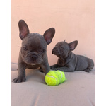 Cuccioli top Bulldog Francese Blu - Foto n. 5