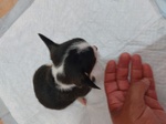 Chihuahua Femmina Mini - Foto n. 4