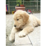 Cuccioli Golden Retriever - Foto n. 2