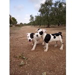 Allevamento Cuccioli Amstaff in Puglia bari Lecce Taranto Foggia Brindisi