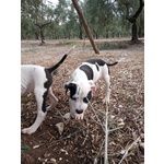 Allevamento Cuccioli Amstaff in Puglia bari Lecce Taranto Foggia Brindisi - Foto n. 2