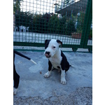 Allevamento Cuccioli Amstaff in Puglia bari Lecce Taranto Foggia Brindisi - Foto n. 3