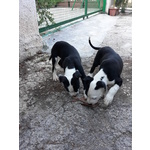 Allevamento Cuccioli Amstaff in Puglia bari Lecce Taranto Foggia Brindisi - Foto n. 4