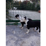 Allevamento Cuccioli Amstaff in Puglia bari Lecce Taranto Foggia Brindisi - Foto n. 6