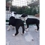 Allevamento Cuccioli Amstaff in Puglia bari Lecce Taranto Foggia Brindisi - Foto n. 7