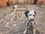 Cuccioli Dalmata - Foto n. 3