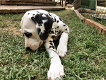 Cuccioli Dalmata - Foto n. 5