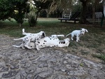 Cuccioli Dalmata - Foto n. 6