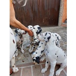 Cuccioli Dalmata - Foto n. 7