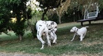 Cuccioli Dalmata - Foto n. 8