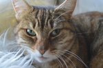 🐱 Europeo femmina in adozione a Genova (GE) da privato