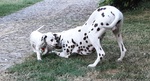 Cuccioli Dalmata - Foto n. 9