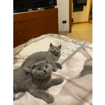 Cuccioli Scottish fold e Straigth