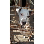 Kira Amstaff 5mesi era a Catena ora in 1recinto --urgente Adozione Calabria