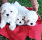 Meravigliosi Cuccioli Maltese Bichon