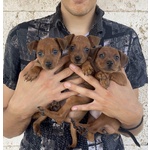 🐶 Pinscher maschio di 8 settimane (cucciolo) in vendita a Todi (PG) e in tutta Italia da privato