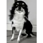 Chihuahua Maschio 2.5 kg con Pedigree per Accoppiamento - Foto n. 2