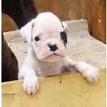 Meraviglioso Boxer Maschio Cucciolo Bianco