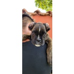 Il tuo Cucciolo di Boxer ti sta Cercando!!! - Foto n. 2