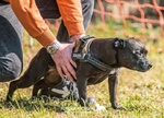 Cuccioli Staffordshire bull Terrier - Foto n. 5