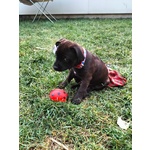 Cuccioli Staffordshire bull Terrier - Foto n. 8