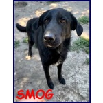 Smog Simil Labrador 3 anni Pacioccone e Remissivo - Foto n. 1