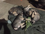 🐶 Cane Corso di 8 settimane (cucciolo) in vendita a Capriolo (BS) da privato