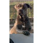 Cuccioli cane Corso di alta Genealogia - Foto n. 4