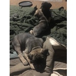 Cuccioli cane Corso di alta Genealogia - Foto n. 5