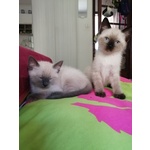 🐱 Siamese femmina di 1 anno e 11 mesi in vendita a Savona (SV) e in tutta Italia da privato