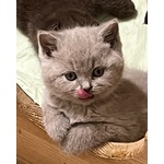 Cuccioli British Shorthair