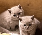 Cuccioli British Shorthair - Foto n. 2