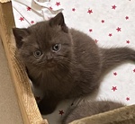 Cuccioli British Shorthair - Foto n. 3