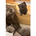 Cuccioli British Shorthair - Foto n. 4