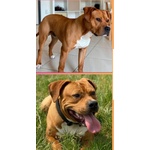 AMSTAFF 11MESI MASCHIO BUON CARATTERE URGE CASA PAVIA