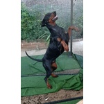 Dobermann di 9 Mesi - Foto n. 1