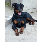 Dobermann di 9 Mesi - Foto n. 3