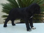 Cuccioli di cane Corso - Foto n. 1