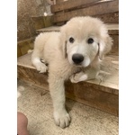 Cucciole di pastore maremmano abruzzese