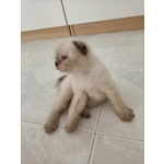 Scottish fold blu Point