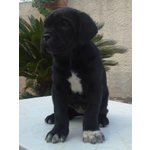 Cuccioli di cane Corso - Foto n. 3