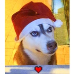 Cuccioli di Husky - Foto n. 7