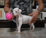 Cucciolo Maschio Boxer