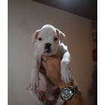 Cucciolo Maschio Boxer - Foto n. 2