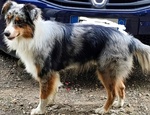 🐶 Australian Shepherd maschio di 3 anni in accoppiamento a Borgosesia (VC) e in tutta Italia da privato