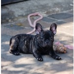 Cuccioli Bouledogue Francese Pedigree - Foto n. 1