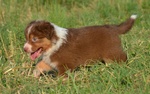 🐶 Australian Shepherd femmina di 1 anno e 11 mesi in vendita a Pieve a Nievole (PT) da privato