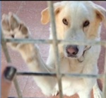 Mia 3anni Bellissima Aspetta i Padroni che l Hanno Mollata e non Torneranno+! in Canile Roma - Foto n. 1